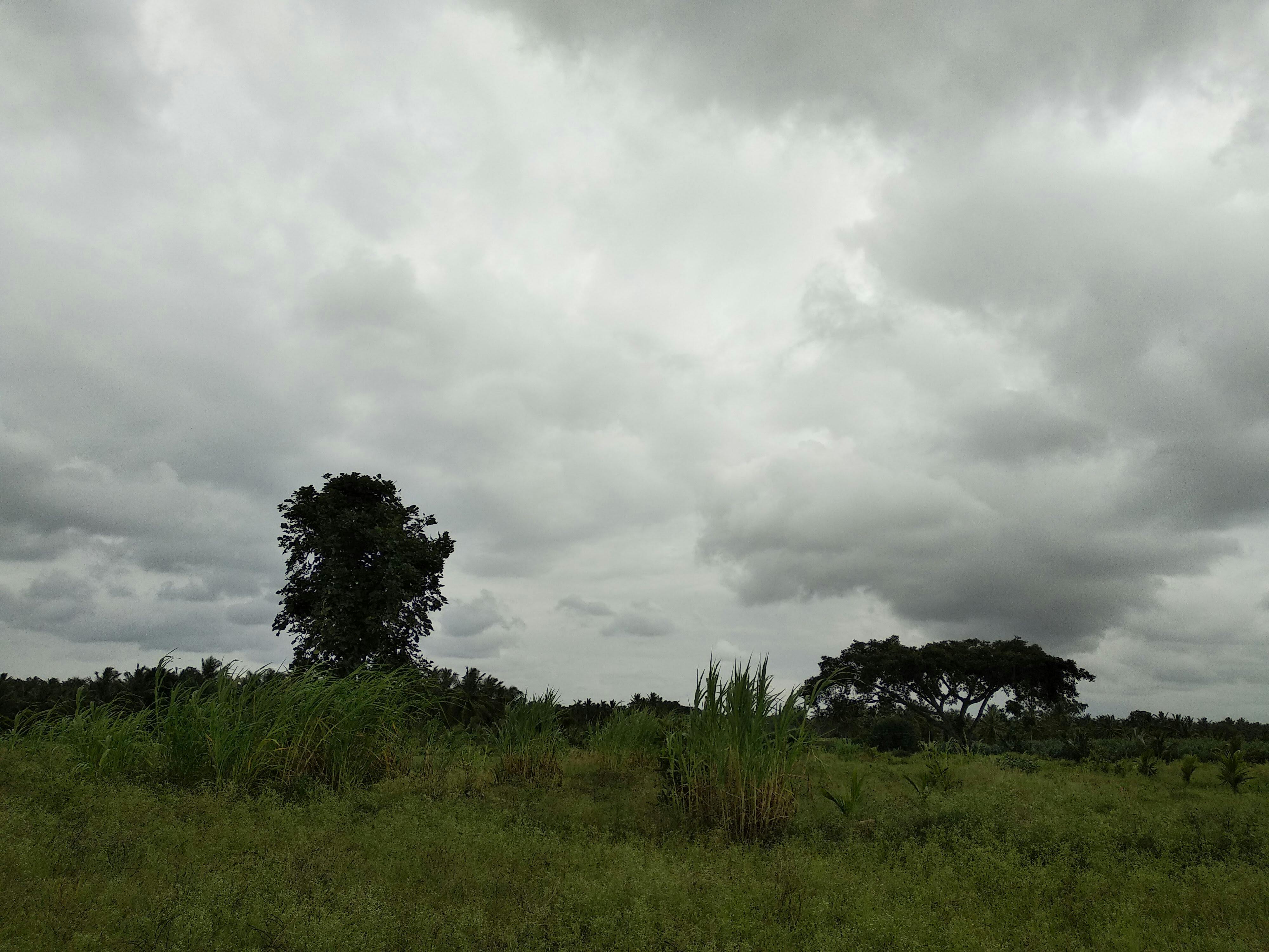 A colorful, high-protein bowl with grilled chicken, quinoa, and vegetables arranged neatly