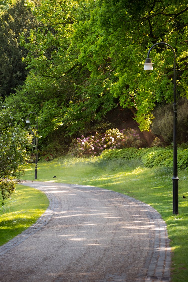 Alley In Park