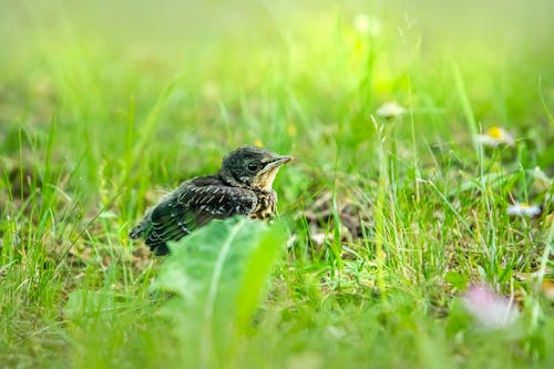 Kostnadsfri bild av djurfotografi, fågel, fågelunge