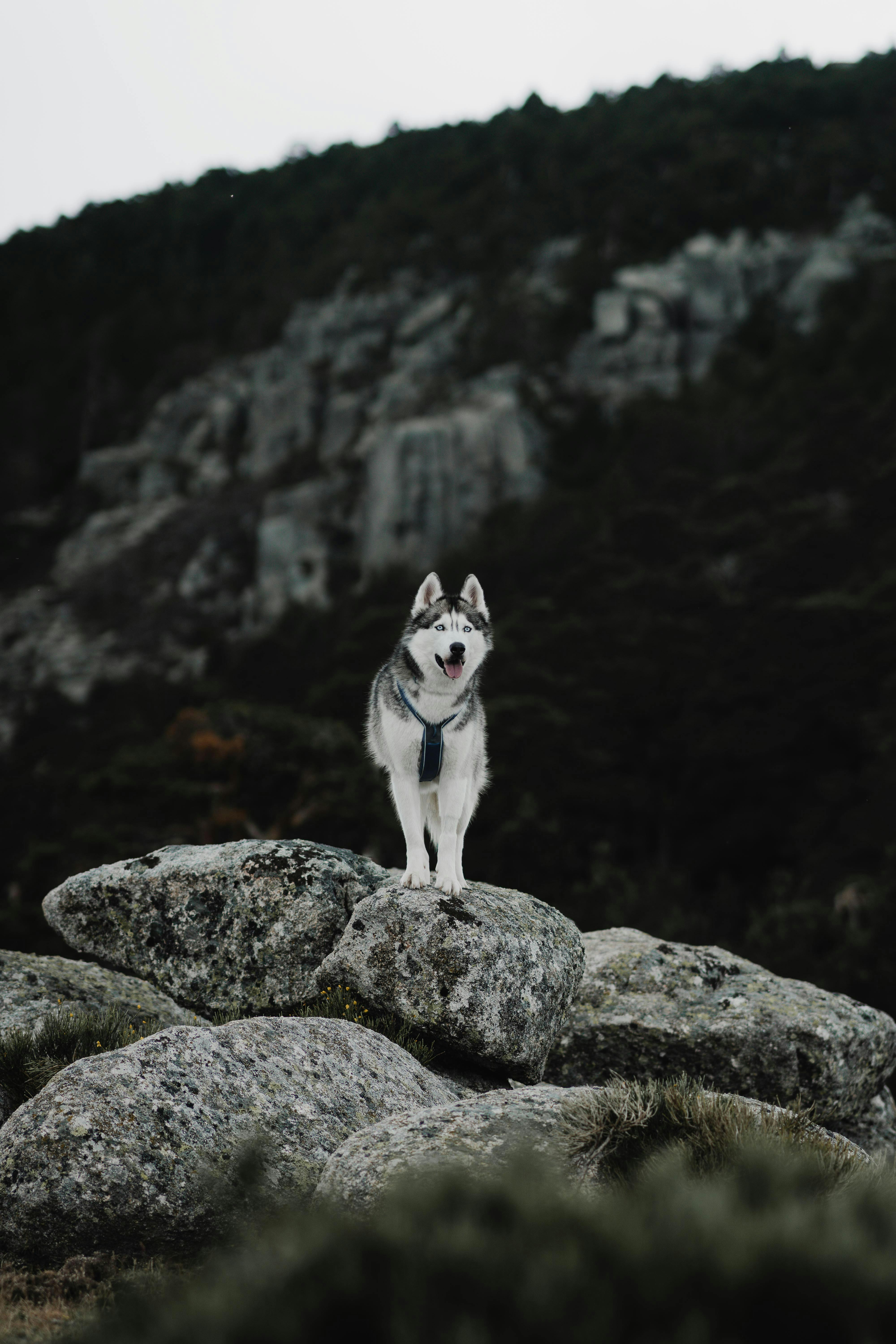 Husky Dog in Mountains