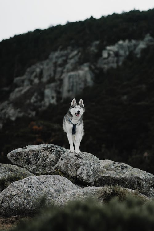 Foto stok gratis anjing, anjing husky, batu