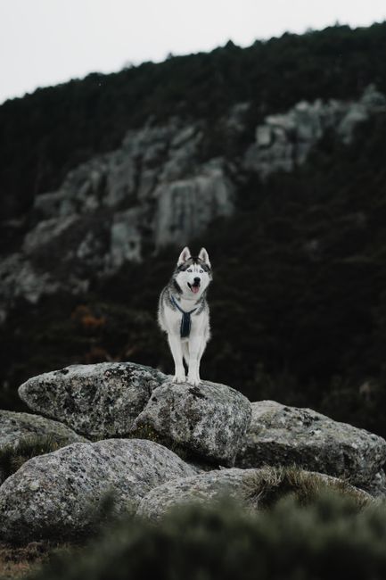 A striking image of a husky dog standing majestically on rocks in a mountainous outdoor setting.