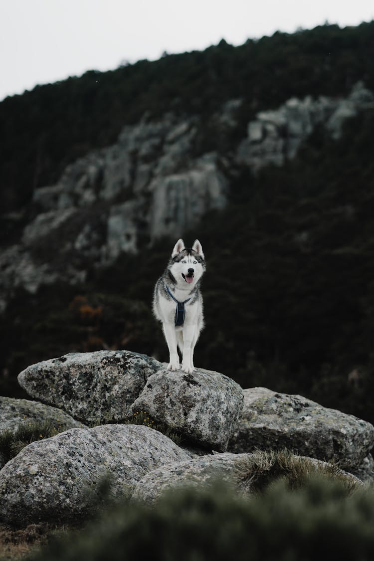 Husky Dog In Mountains