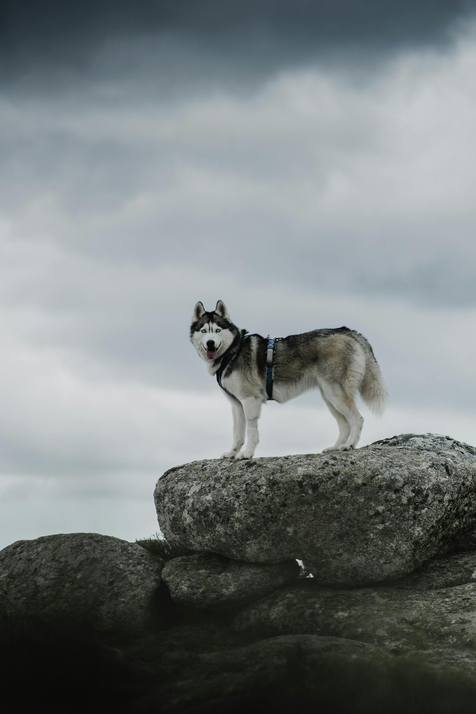 Side Portrait of a Husky Dog · Free Stock Photo