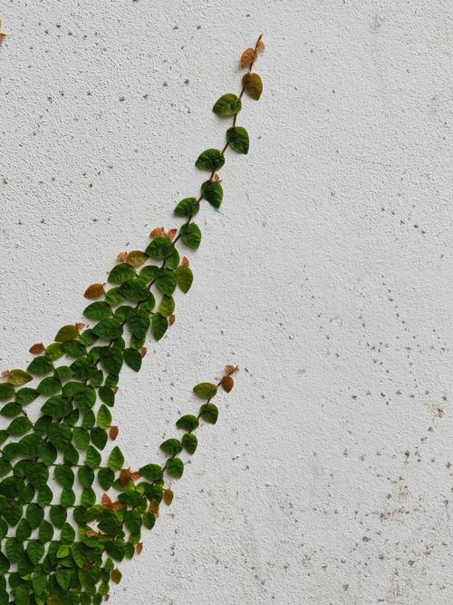 Free Close-up of a green climbing fig vine on a white wall, illustrating growth and nature themes. Stock Photo