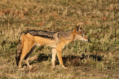 Free A black-backed jackal roaming a grassy field, showcasing its natural habitat. Stock Photo