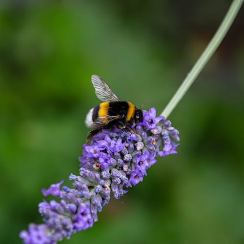 Kostenloses Stock Foto zu bestäubung, blume, fliege