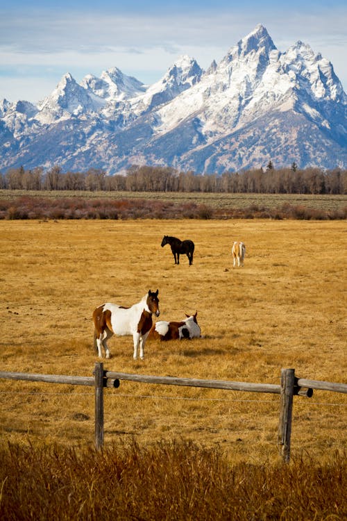 Horses on a Pasture in Mountains 