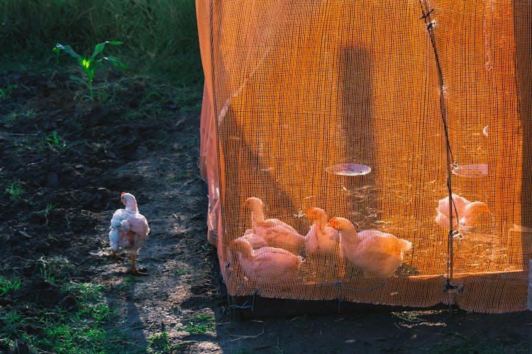 Hens On A Farm 