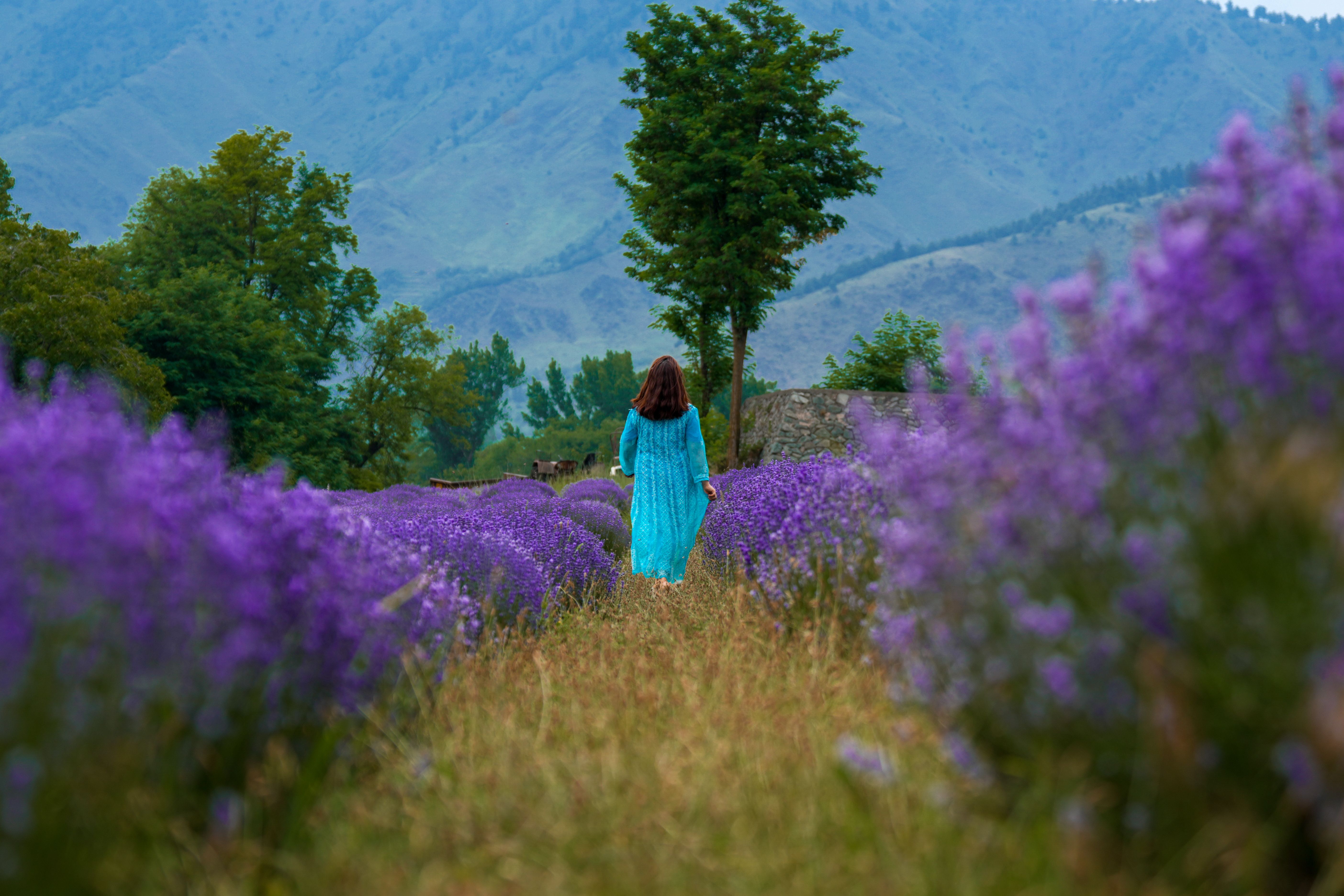 Woman in Blue Dress Walking on Lavender Field · Free Stock Photo