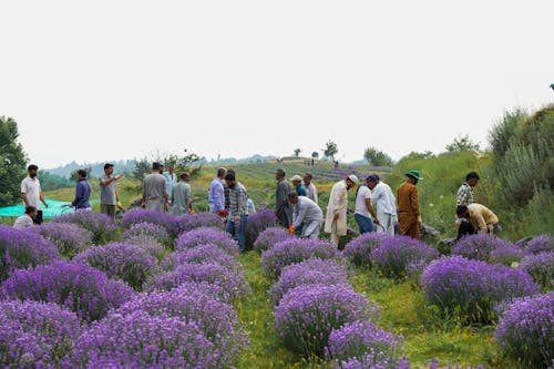 People Picking Lavender at the Lavender Park Sirhama, Jammu and Kashmir, India