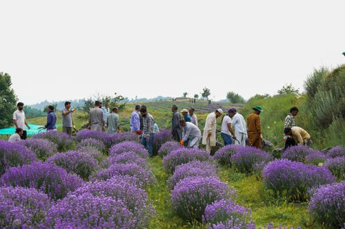 Free Workers harvesting lavender in Sirhama's lush fields, Jammu and Kashmir. Stock Photo