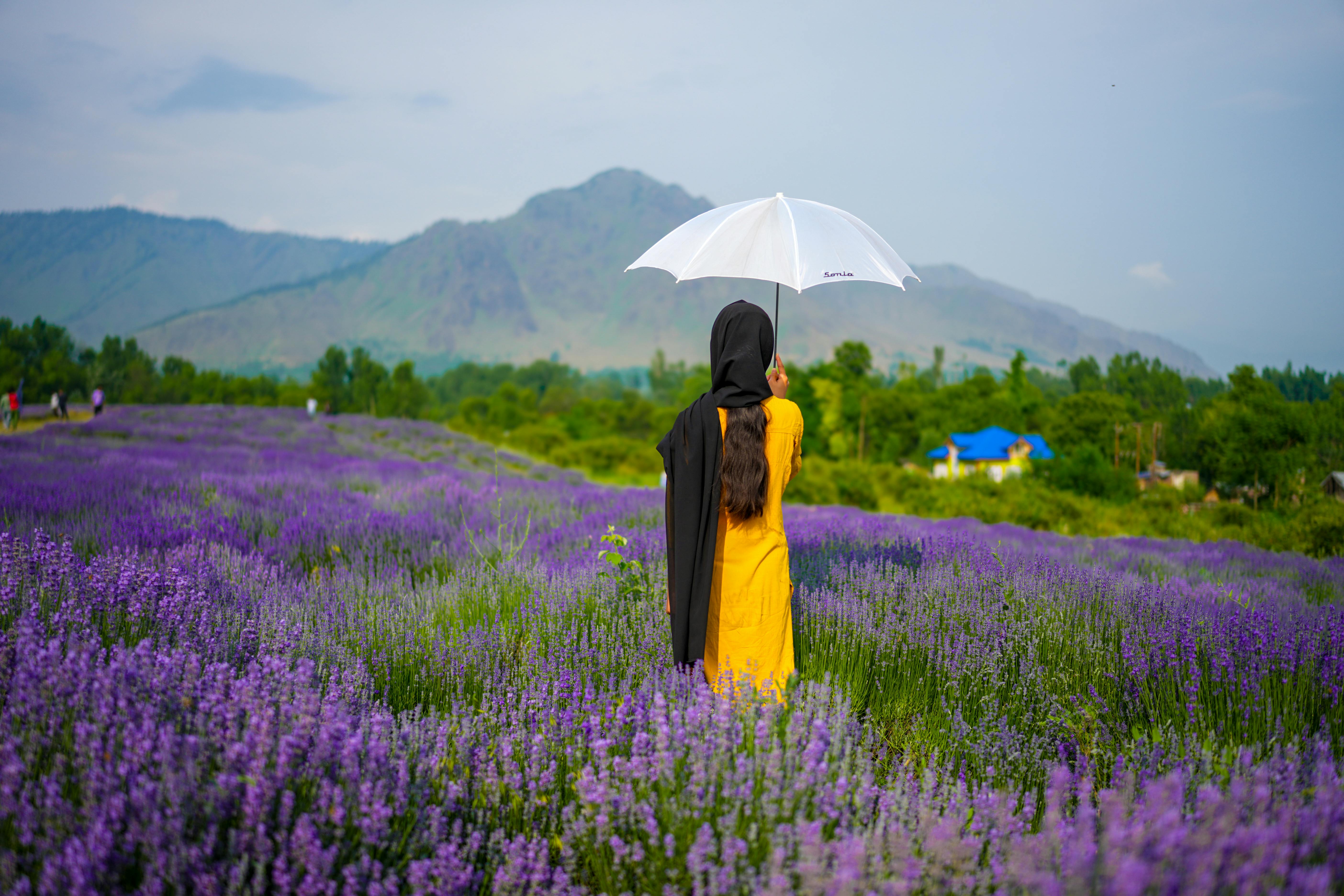 Lavender Park Sirhama ,Kashmir · Free Stock Photo
