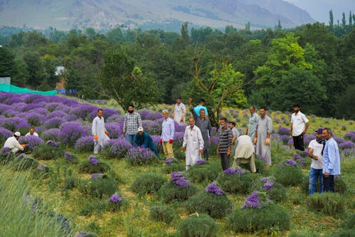 People Picking Lavender at the Lavender Park Sirhama, Jammu and Kashmir, India
