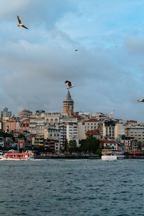 Seagulls Flying over Sea Coast of Istanbul