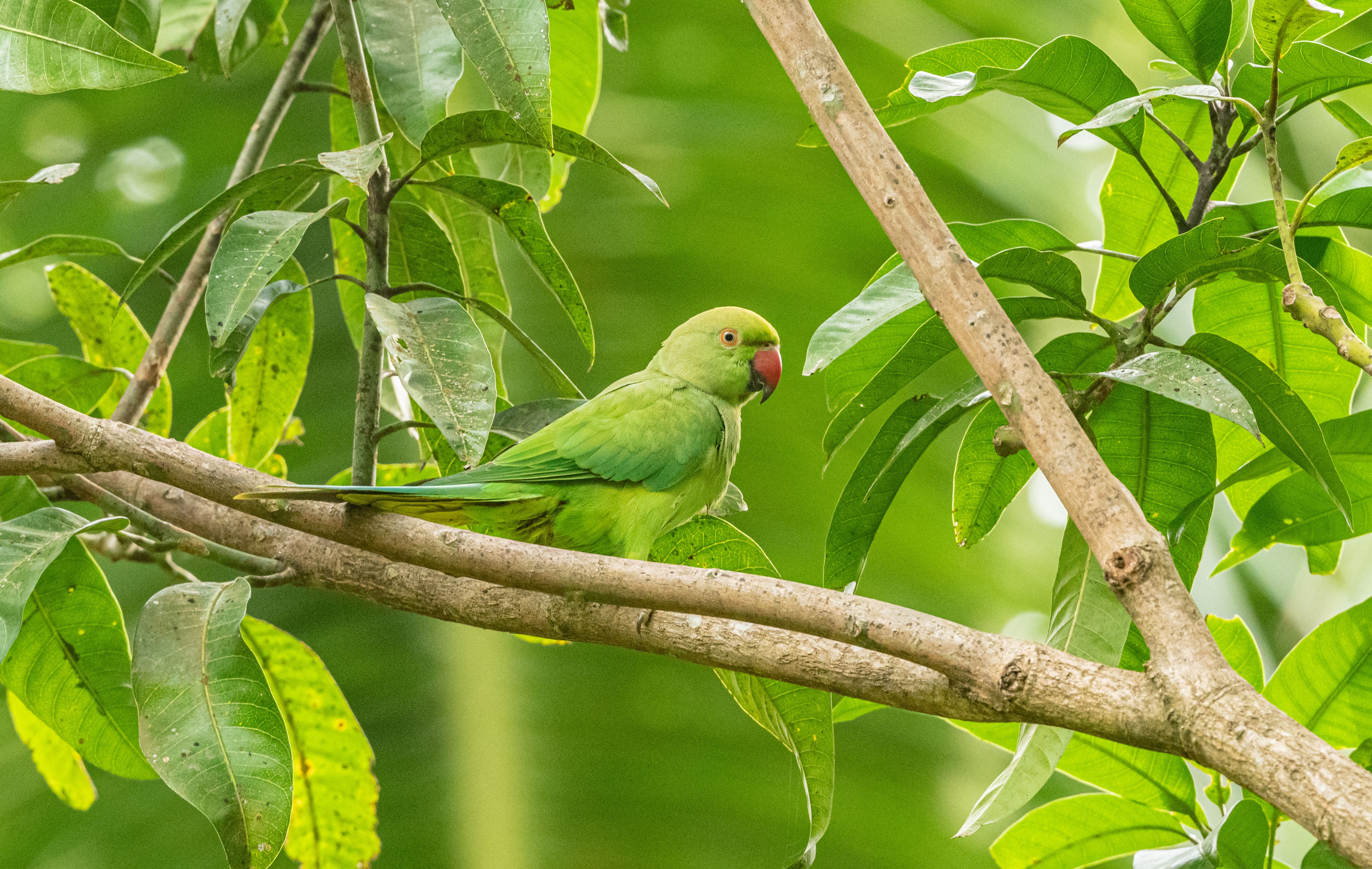 Close-up of a Rose-Ringed Parakeet Sitting on a Tree Branch · Free ...