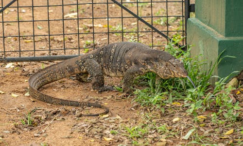 Foto d'estoc gratuïta de drac de komodo, en captivitat, fotografia d'animals