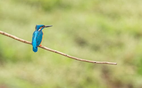 Foto profissional grátis de ave, azul, empoleirar