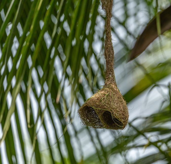 Close-up of a hanging bird nest entwined in tropical palm leaves, showcasing natural textures.