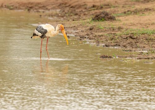 Free A painted stork carefully wading through shallow water in a natural habitat. Stock Photo