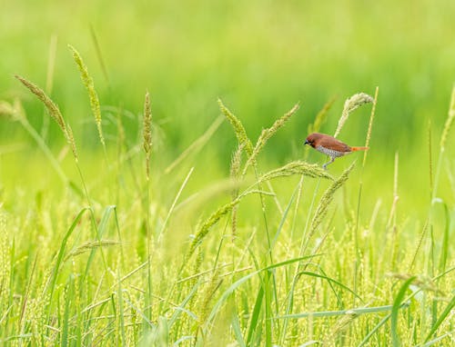 A Scaly-Breasted Munia on a Grass Field 