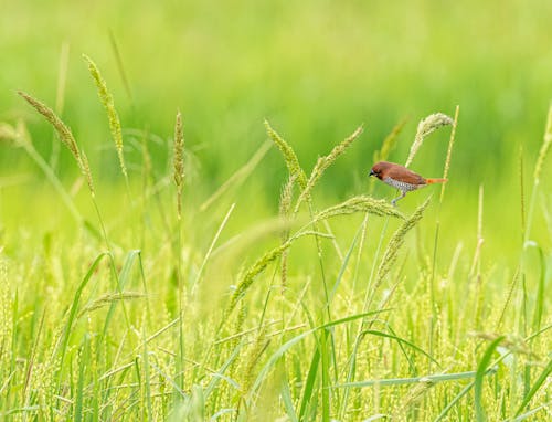 Kostenloses Stock Foto zu feld, gefleckte munia, gras