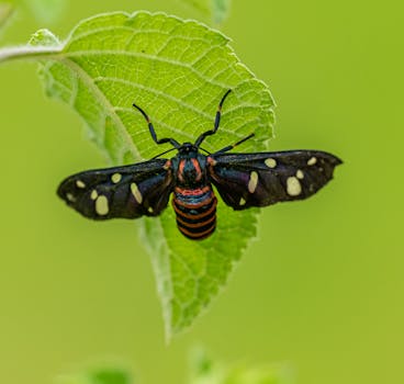 Detailed image of a nine-spotted moth perched on a green leaf with vivid patterns.