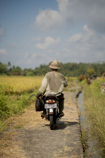 A man rides a motorbike down a rural path in Ubud, Bali. Scenic countryside view with rice fields.