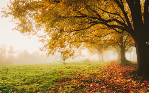 Gratis stockfoto met achtergrond, bomen, herfst