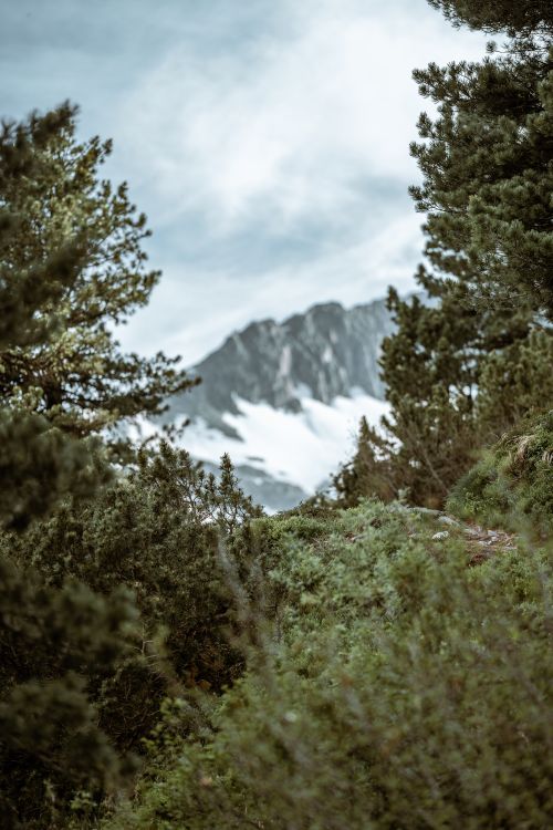 Free A tranquil mountain landscape framed by dense green forest, ideal for nature enthusiasts. Stock Photo