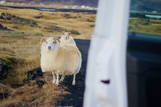 Close-up of Icelandic sheep on a rural road in Iceland's scenic countryside.