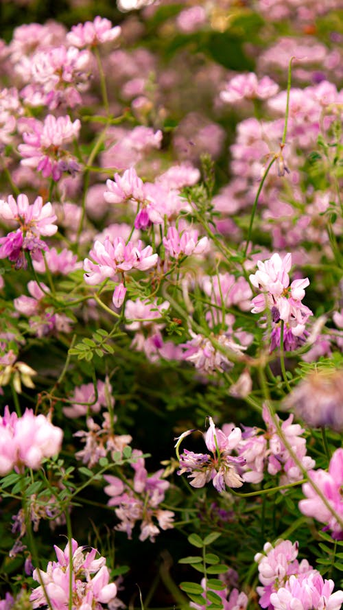 무료 관목, 꽃이 피는, 봄의 무료 스톡 사진