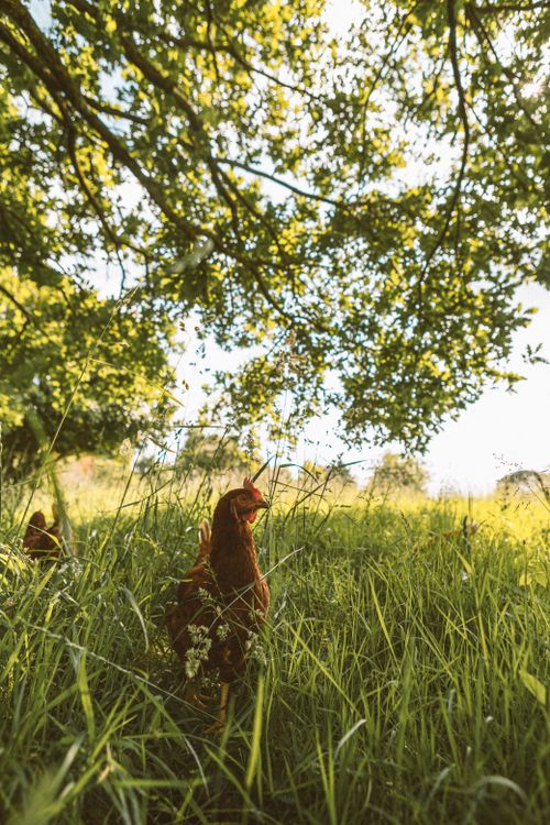 Free A tranquil scene with a hen surrounded by grass and trees in a sunlit meadow. Stock Photo