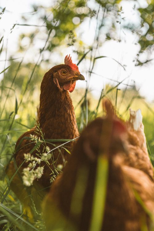 Free Two hens peacefully forage among tall grass and wildflowers on a sunny day. Stock Photo