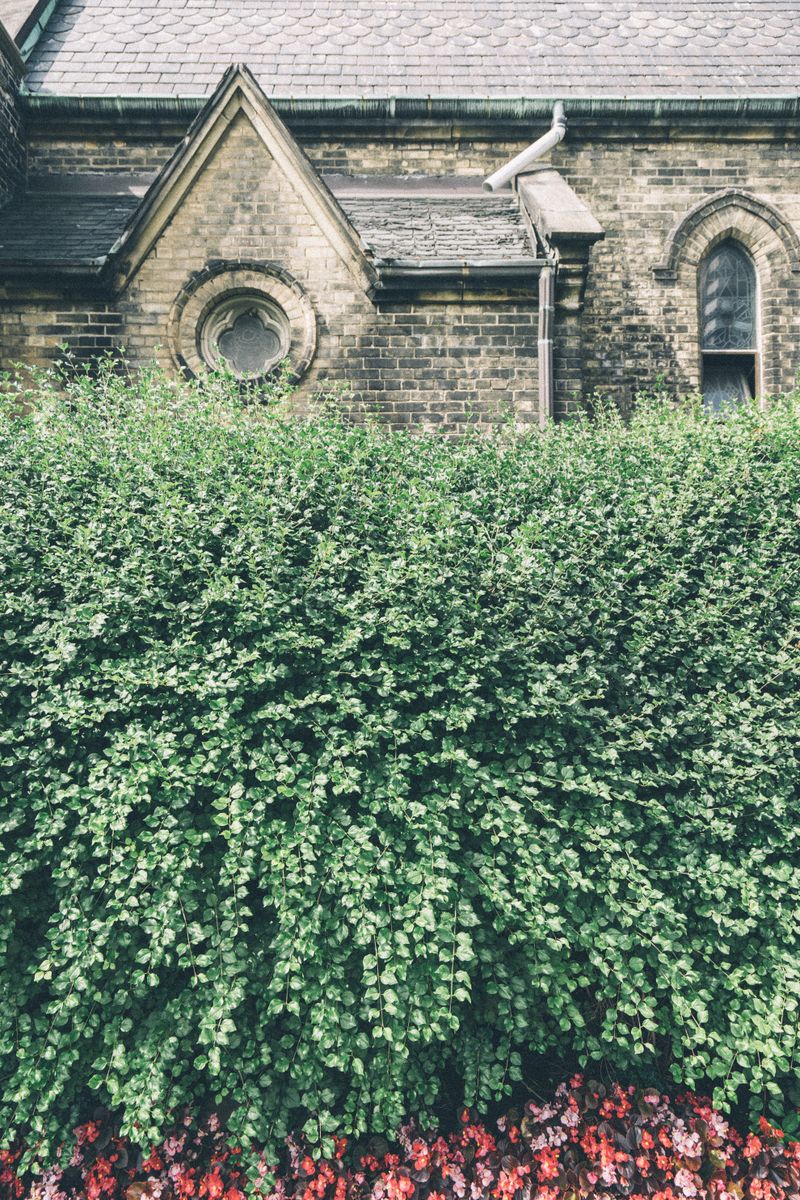 Thick greenery calming a weathered brick face