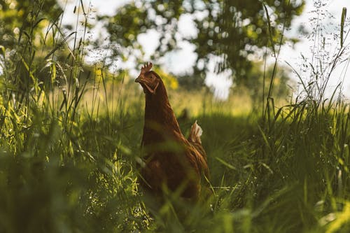 Close up of Hen in Grass