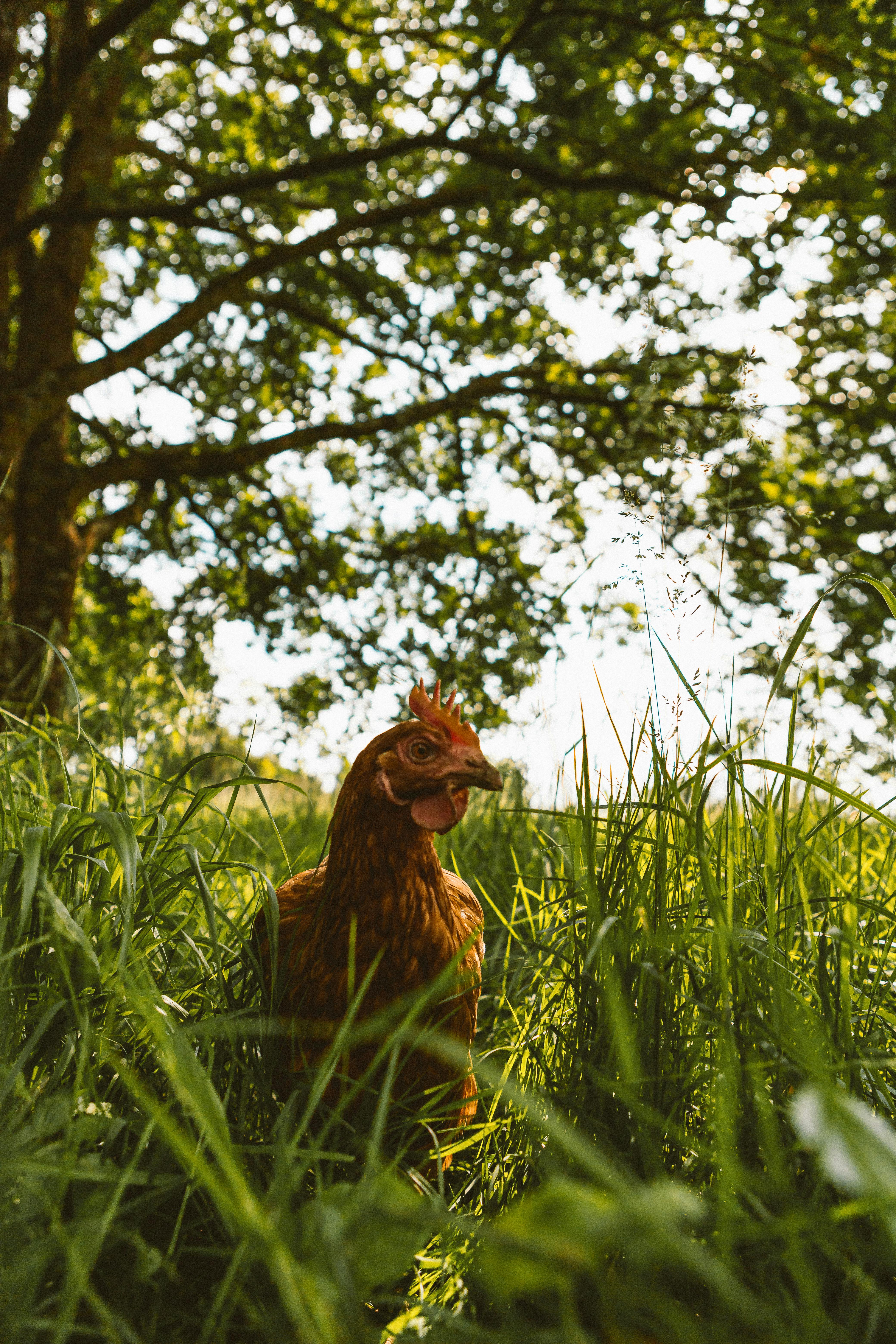 Free-range hen amidst tall grass and lush greenery, highlighting natural farm life.
