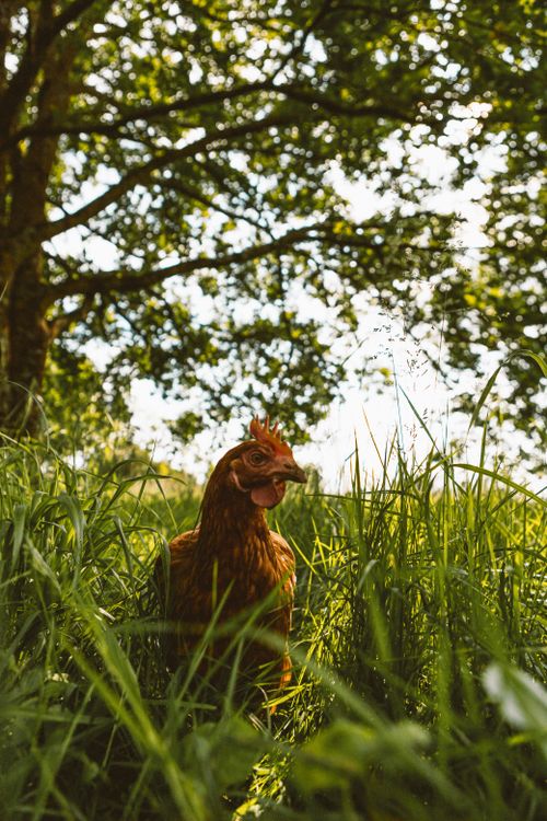 Free Free-range hen amidst tall grass and lush greenery, highlighting natural farm life. Stock Photo