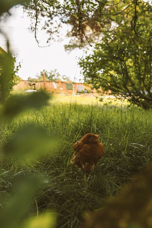 Free A solitary hen stands amidst tall grass in a peaceful rural outdoor setting. Stock Photo