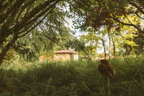 Free A serene countryside view with a hen amidst lush grass under shady trees. Stock Photo