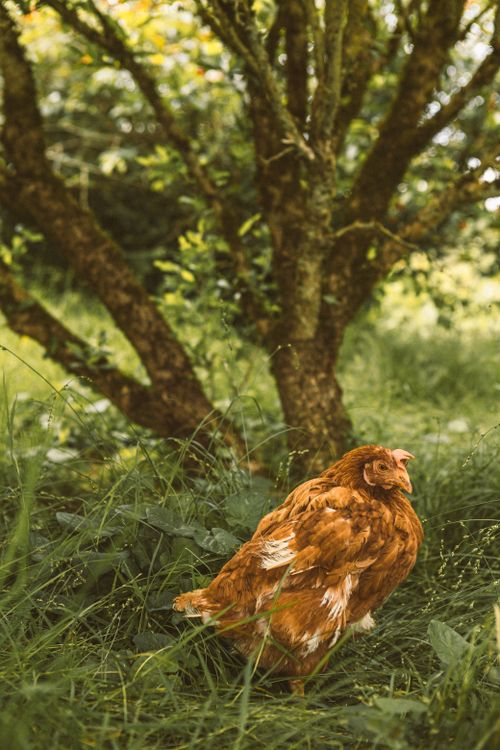 Free A brown chicken walking through lush green grass under a tree in the countryside, capturing a summer vibe. Stock Photo