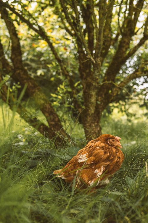 Free A brown hen in a green grassy field with a tree, evoking a rustic countryside feel. Stock Photo