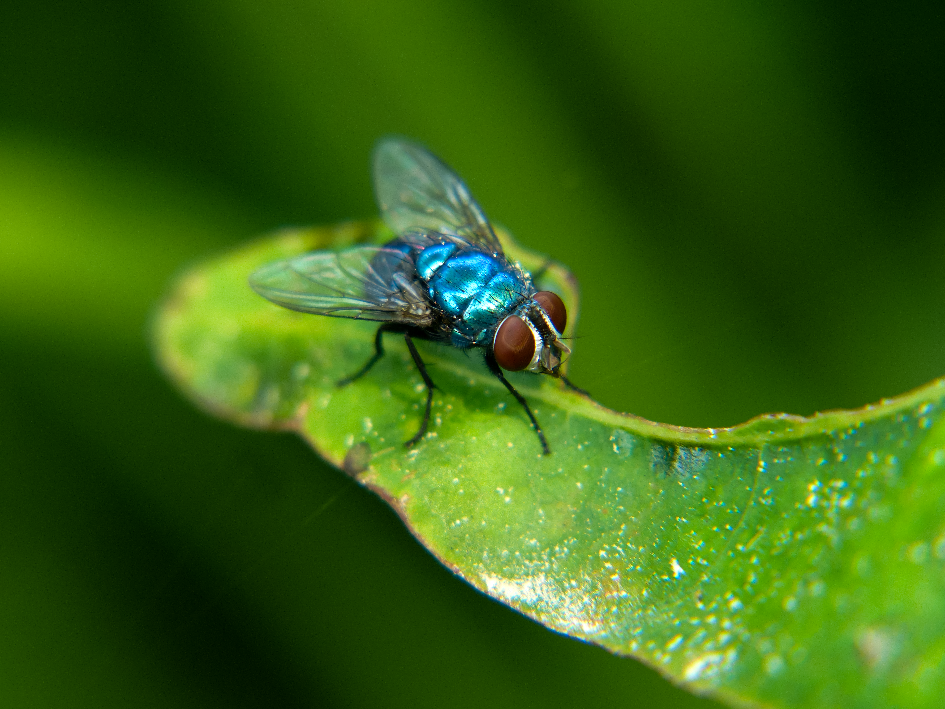 Green Red Fly · Free Stock Photo