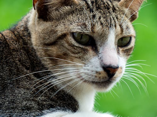 Close up of Cat Head