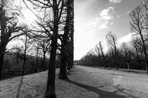 公園, 天性, 巷弄 的 免费素材图片