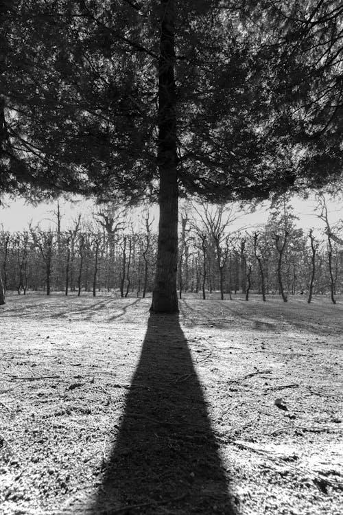 Foto d'estoc gratuïta de arbres, blanc i negre, natura