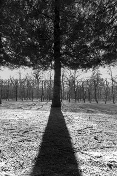 Dramatic black and white photo of a tree casting a long shadow in a rural forest setting.