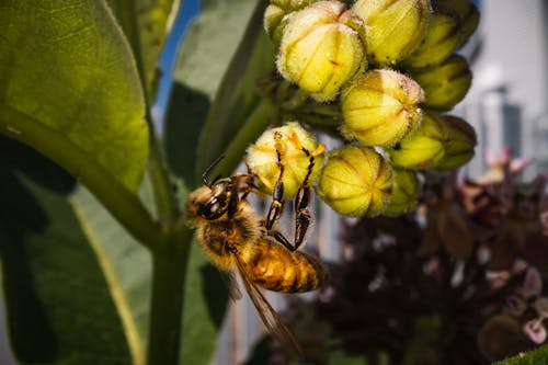 Foto profissional grátis de abelha, flores desabrochando
