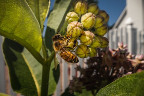 Imagine de stoc gratuită din albină, flori ce înfloresc
