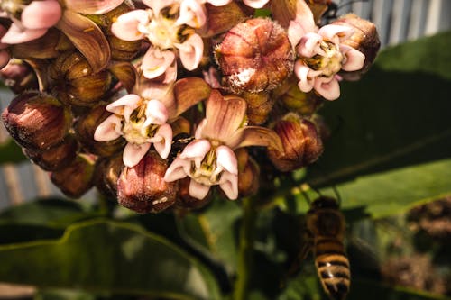 arı, çiçek açan çiçekler içeren Ücretsiz stok fotoğraf
